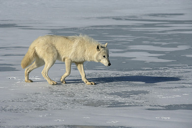 北极哺乳动物图片