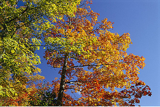 树,芬地湾国家公园,新布兰斯维克,加拿大