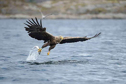 白尾鹰,海鹰,白尾海雕,飞,捕获,鱼,北特伦德拉格,挪威,欧洲