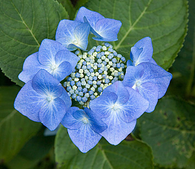 蓝色,八仙花属,花序,爱尔兰,欧洲