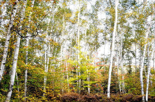 桦树,树林,秋天,阿尔冈金省立公园,安大略省,加拿大