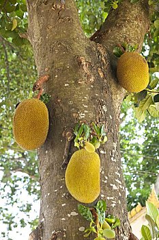 木菠萝,树上,苏梅岛,泰国