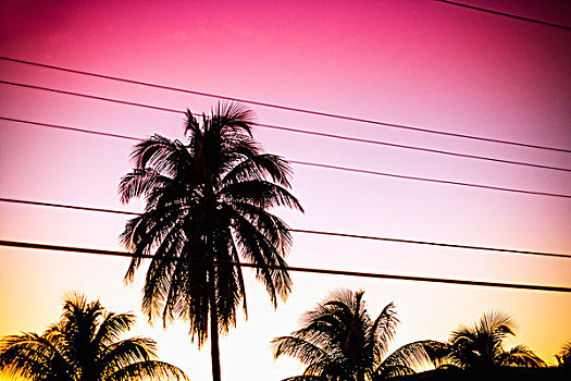 剪影,棕榈树,电线,天空,日落