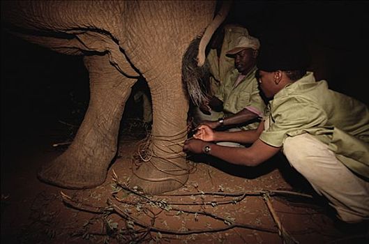 非洲象,孤儿,线,腿,看护,东察沃国家公园,肯尼亚