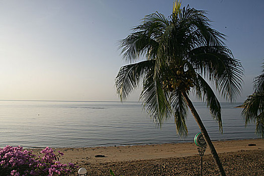 椰子树,海边