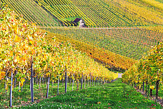 葡萄园,秋天,靠近,巴登符腾堡,德国,欧洲