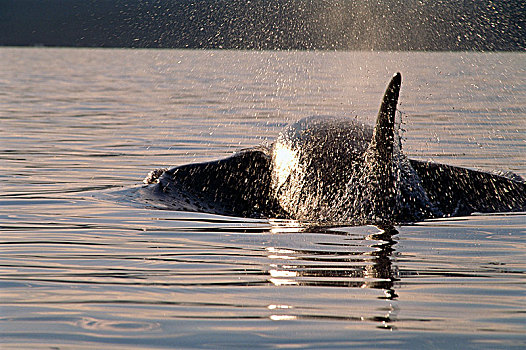 逆戟鲸,挪威