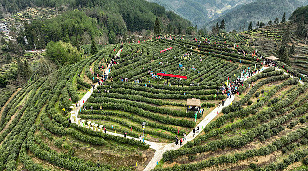 重庆酉阳,春来贡茶满山绿,万人同采致富茶