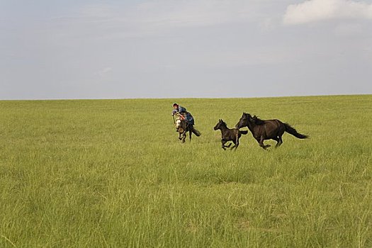 骑手,追逐,马,蒙古,中国