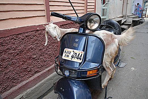 山羊,顿加尔布尔,拉贾斯坦邦,印度,亚洲