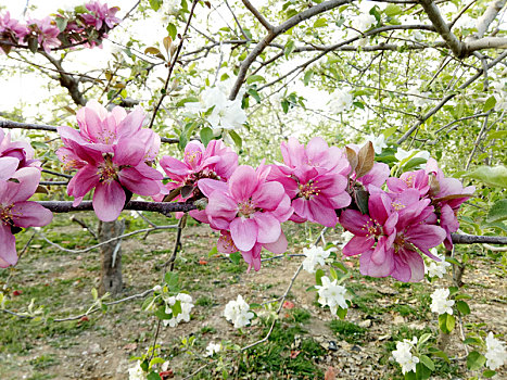 苹果花是红色的