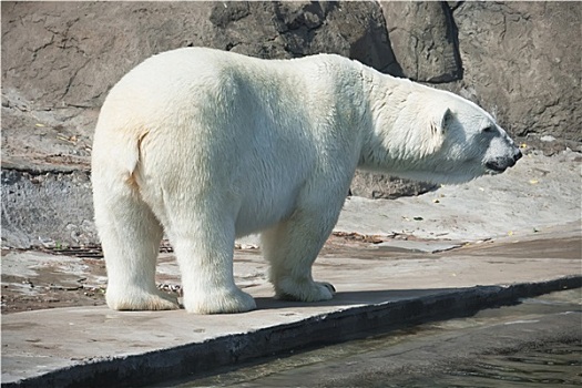 北极熊,动物园