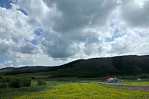 内蒙古科尔沁右翼前旗草原上盛开的油菜花