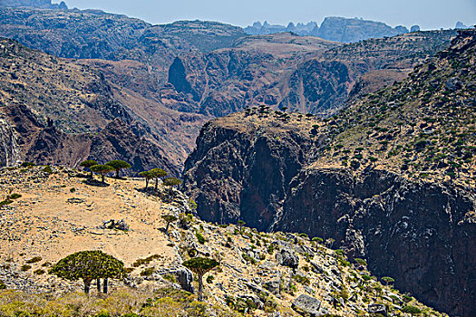 巨大,峡谷,高原,索科特拉岛,也门,亚洲