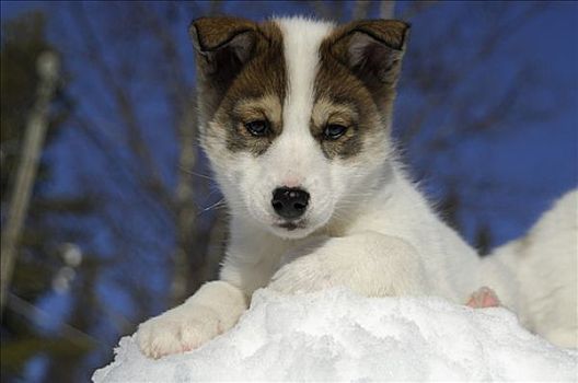 雪橇狗,哈士奇犬,小狗,10星期大,老