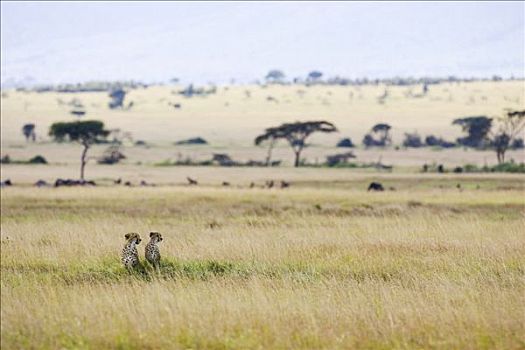 印度豹,猎豹,母兽,幼兽,马赛马拉国家保护区,肯尼亚