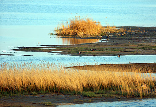 北戴河观鸟湿地