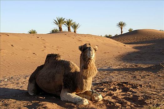 骆驼,单峰骆驼,卧,沙漠,靠近,摩洛哥