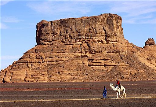 柏柏尔人,白色,单峰骆驼,利比亚