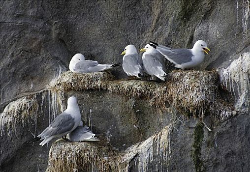 海鸥,鸥科,坐,石头,挪威,斯堪的纳维亚
