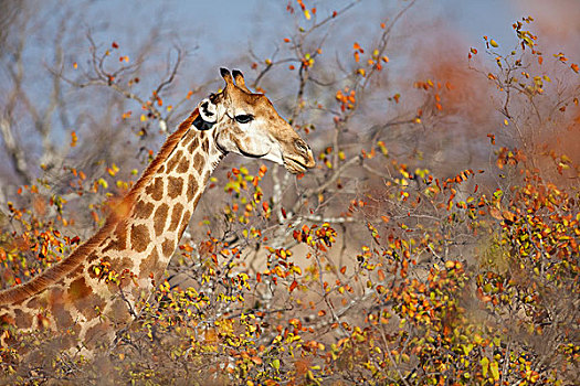 长颈鹿,树林,林波波河,南非