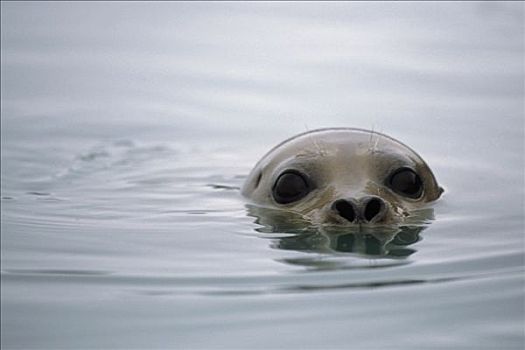 斑海豹,水面,冰河湾国家公园,夏天
