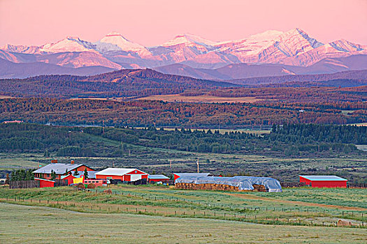 牧场,日出,山麓,艾伯塔省,加拿大