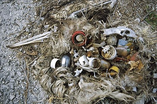 黑背信天翁,死亡,塑料制品,碎片,海上,环礁,夏威夷