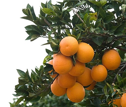 枝条,成熟,橘子