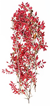 红色,小檗属,细枝,成熟,水果
