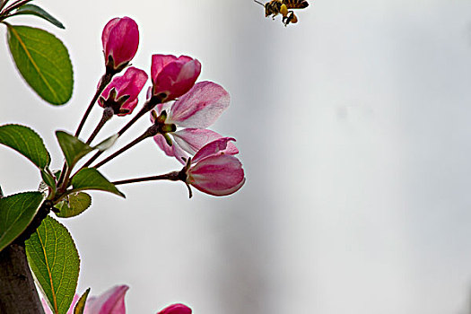 桃花与蜜蜂