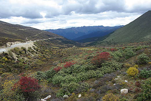 西藏鲁朗林海,南迦巴瓦峰