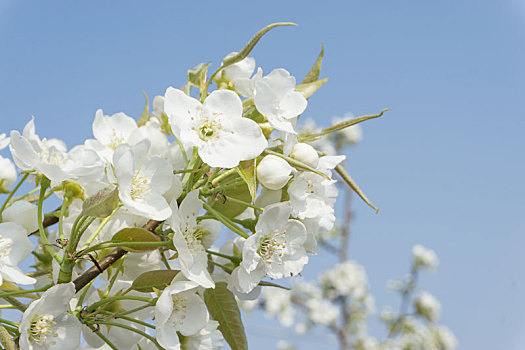 春天里蓝色天空下一枝盛开的白色梨花