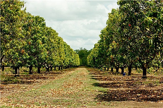 芒果,果树,种植园,北领地州,澳大利亚
