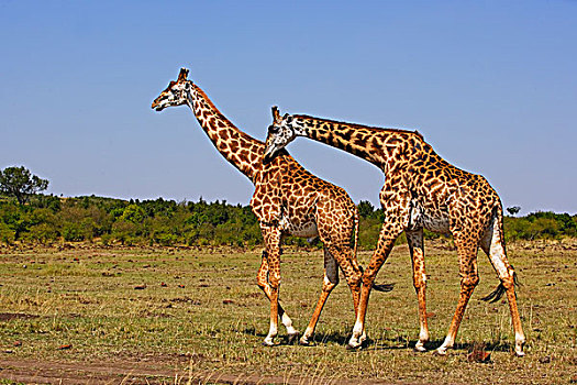 马赛长颈鹿,塞伦盖蒂国家公园,坦桑尼亚