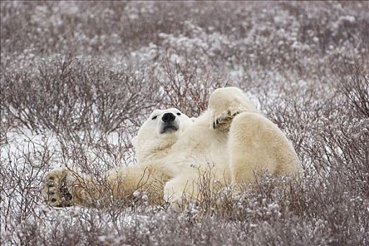 北极熊,卧,苔原,丘吉尔市,曼尼托巴,加拿大