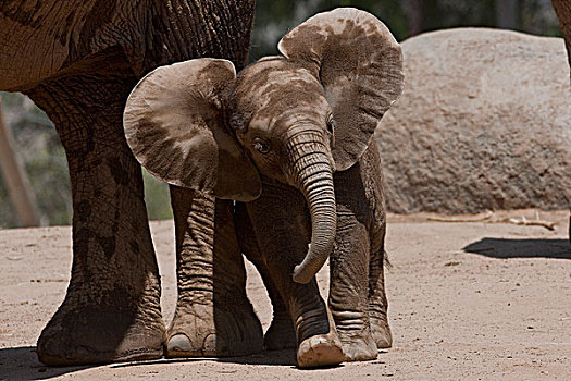 非洲象,幼兽,靠着,腿,非洲