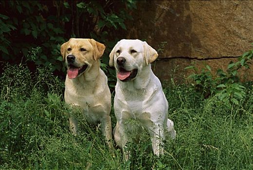 黄色拉布拉多犬,狗,两个,成年人,坐,一起,高草,一个,黄色,外套,白大褂