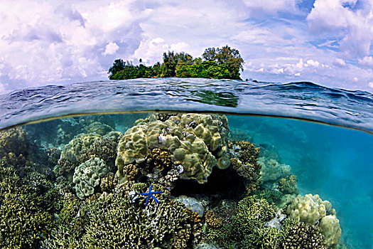 珊瑚,海星,岛屿,巴布亚新几内亚