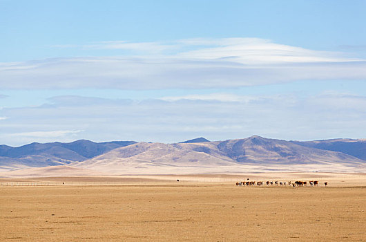 内蒙古草原牧场