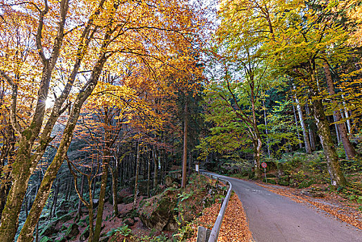 道路,树林,秋天,省,伦巴第,意大利