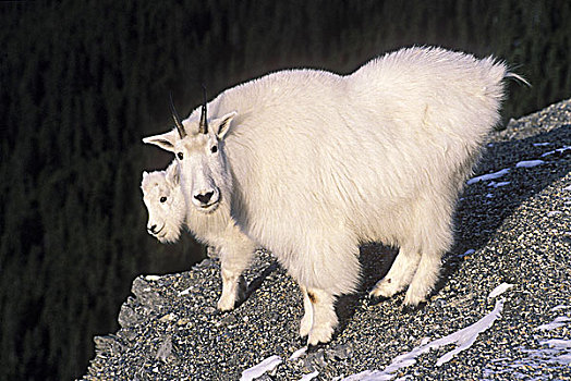 石山羊,雪羊,雪中,不列颠哥伦比亚省,加拿大