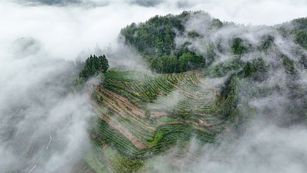 重庆酉阳,秋雾润茶园,来年茶更香