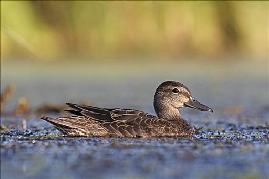 蓝翅鸭,鸭属,湿地,新斯科舍省,加拿大