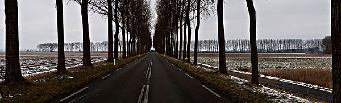 道路,树,冬天