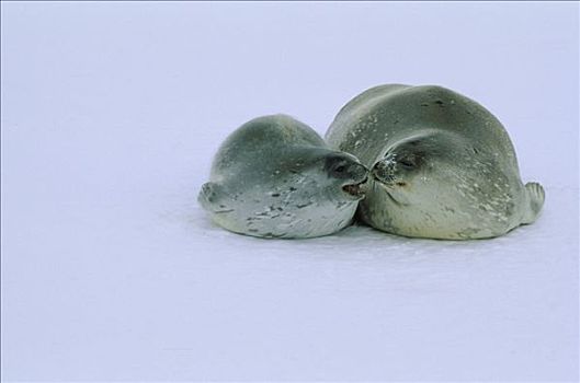 威德尔海豹,幼仔,冰,南极
