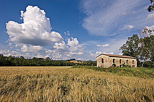 空,石头,农舍,小麦,托斯卡纳,乡村,靠近,赭色,意大利