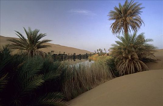 棕榈树,沙丘,湖,奥巴里,利比亚