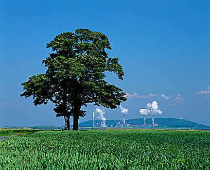 树,地点,褐色,煤,电厂,背景,靠近,德国