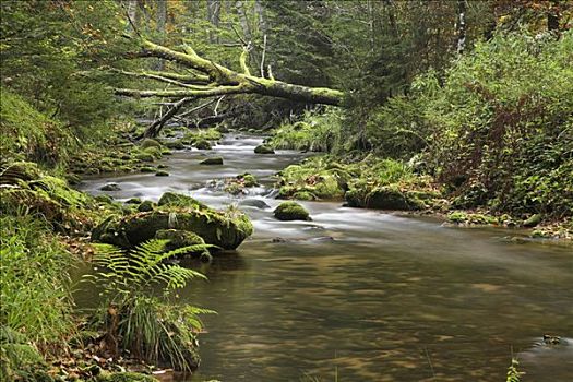 河流,风景,山谷,北方,黑森林,巴登符腾堡,德国,欧洲